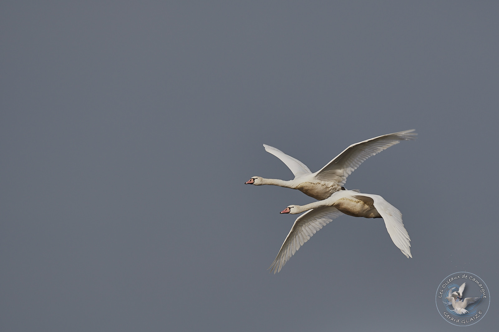 Vol de Cygnes tuberculé - Flight of Mute swans