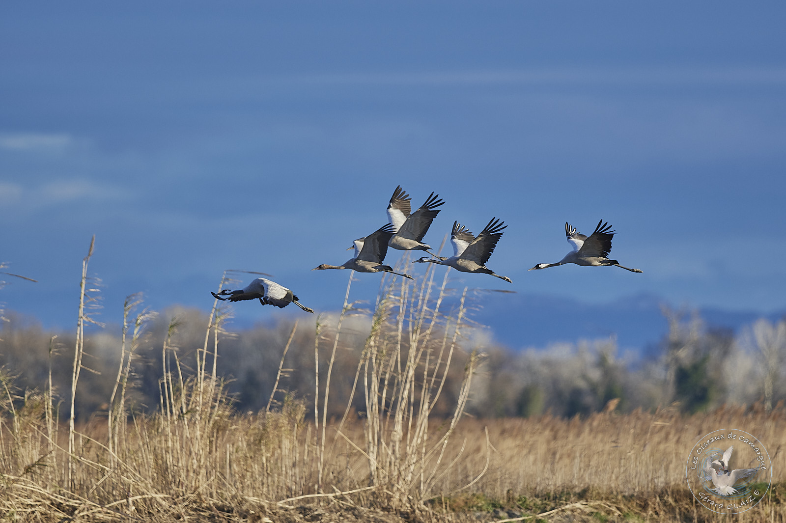Vol de Grues cendrées - Flight of Common Cranes