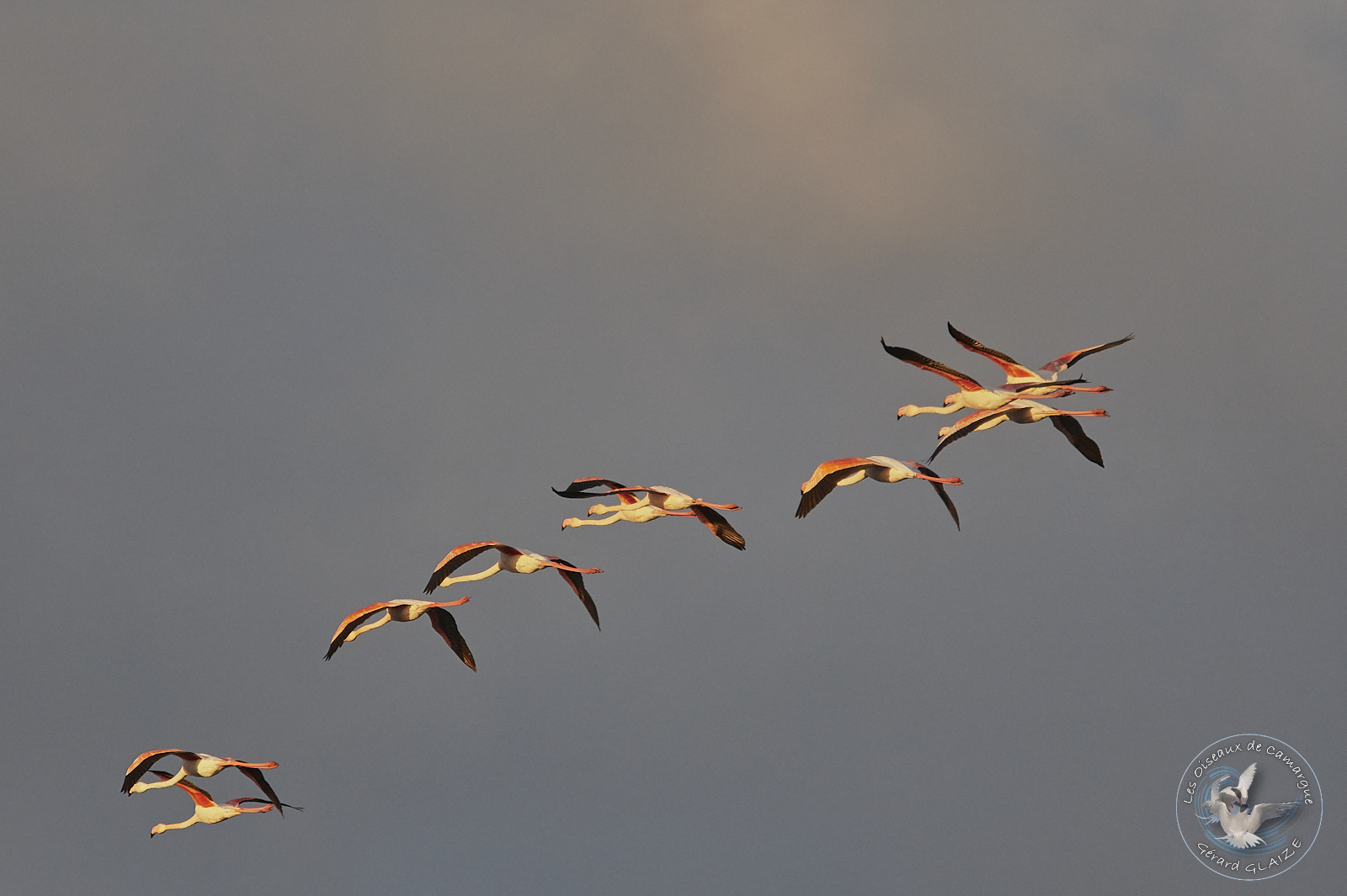 Vol de Flamants roses - Flight of Greater Flamingos