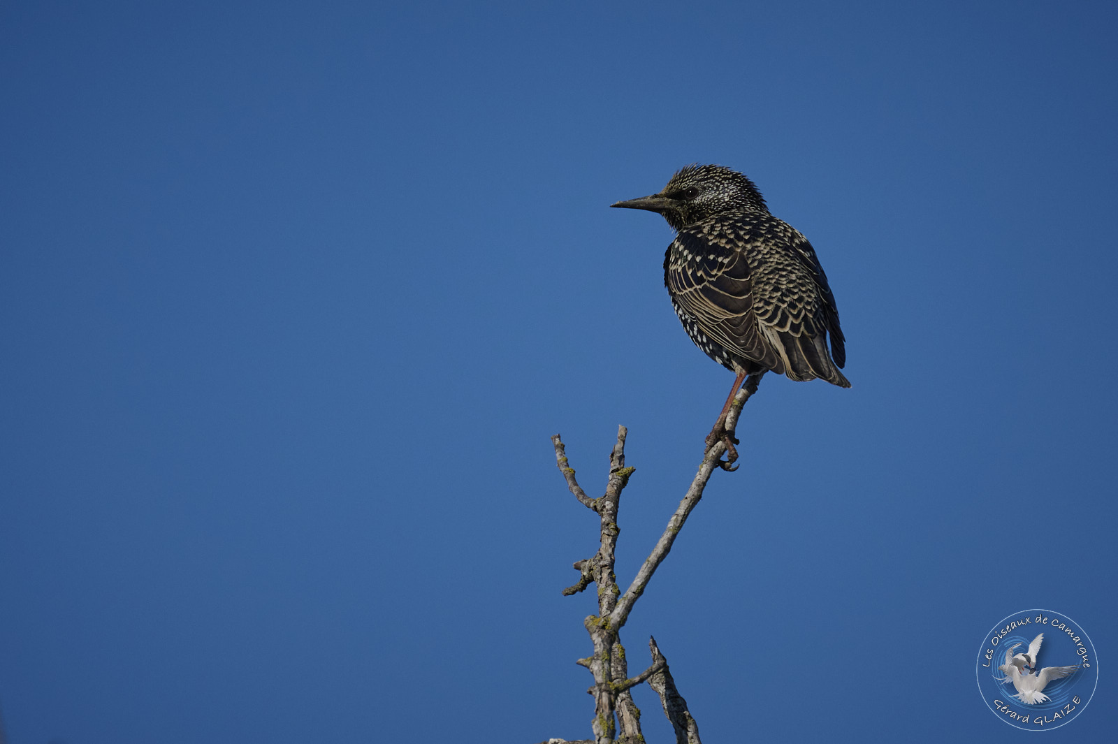 Etourneau sansonnet - Common Starling
