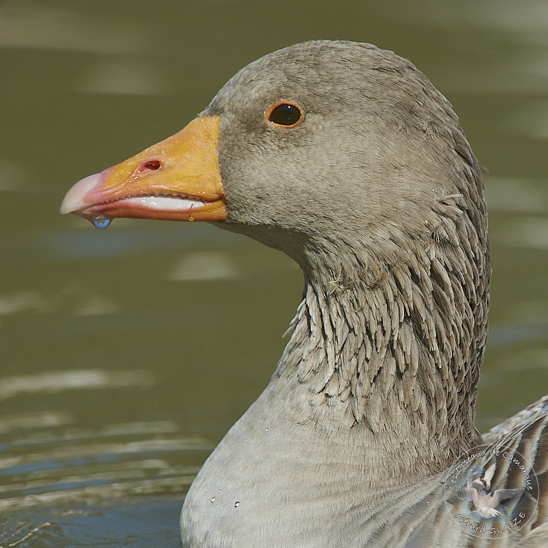 Portrait d'oiseaux, Oie cendrée - Greylag Goose