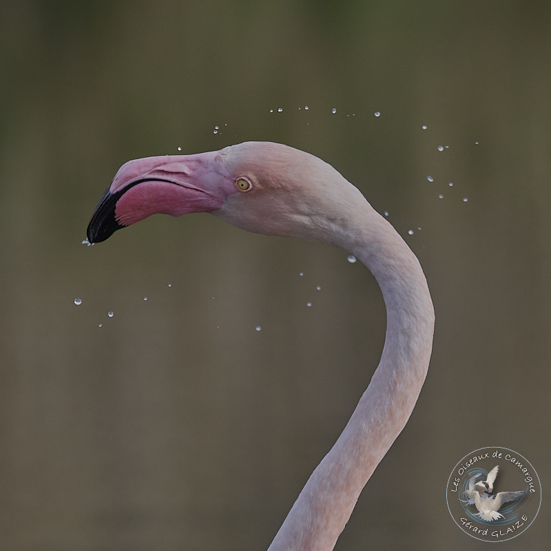 Portrait d'oiseaux, Flamant rose - Greater Flamingo