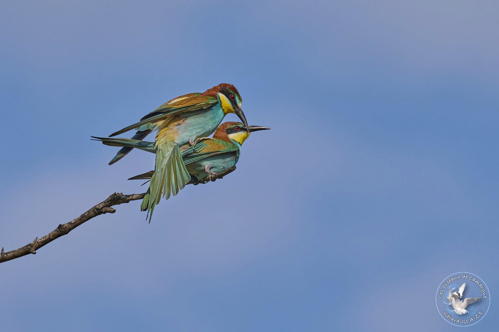 Guêpier d'Europe - European Bee-eater