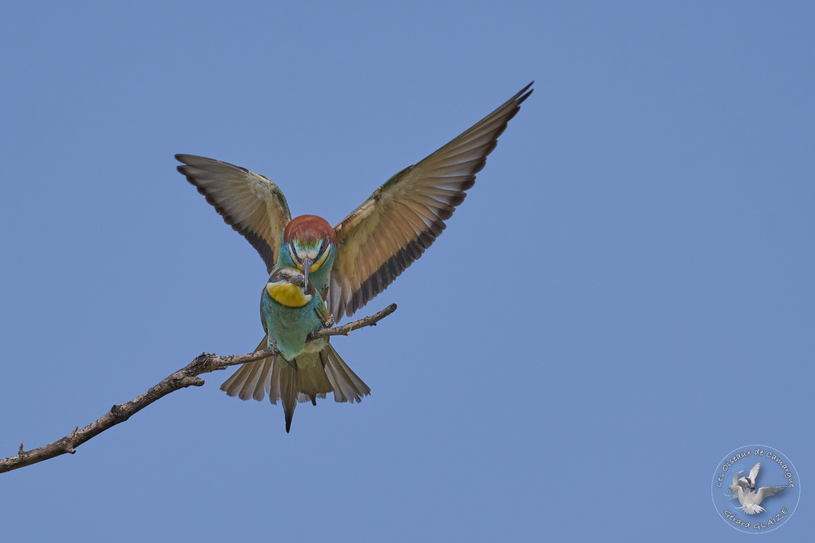 Photo du mois Guêpier d'Europe - Photo of the month European Bee-eater
