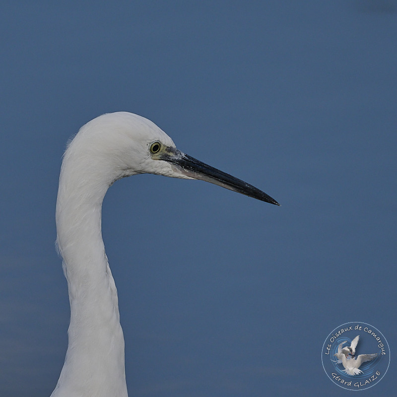 Portrait d'oiseaux, Aigrette garzette - Little Egret