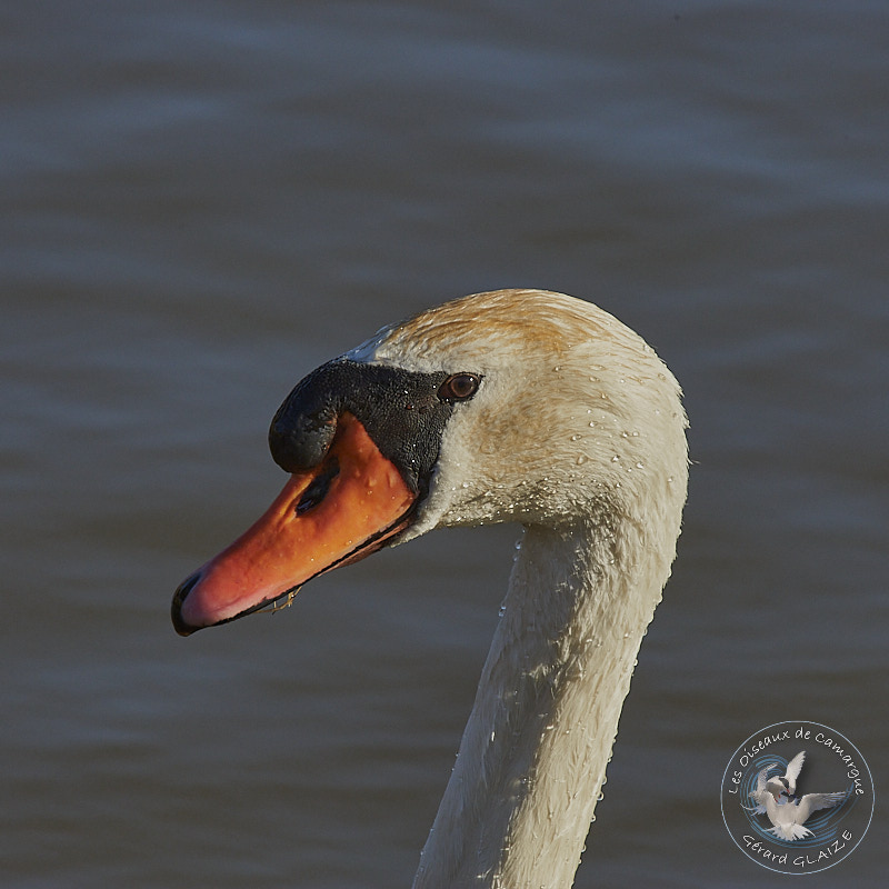 Portrait d'oiseaux, Cygne tuberculé - Mute Swan