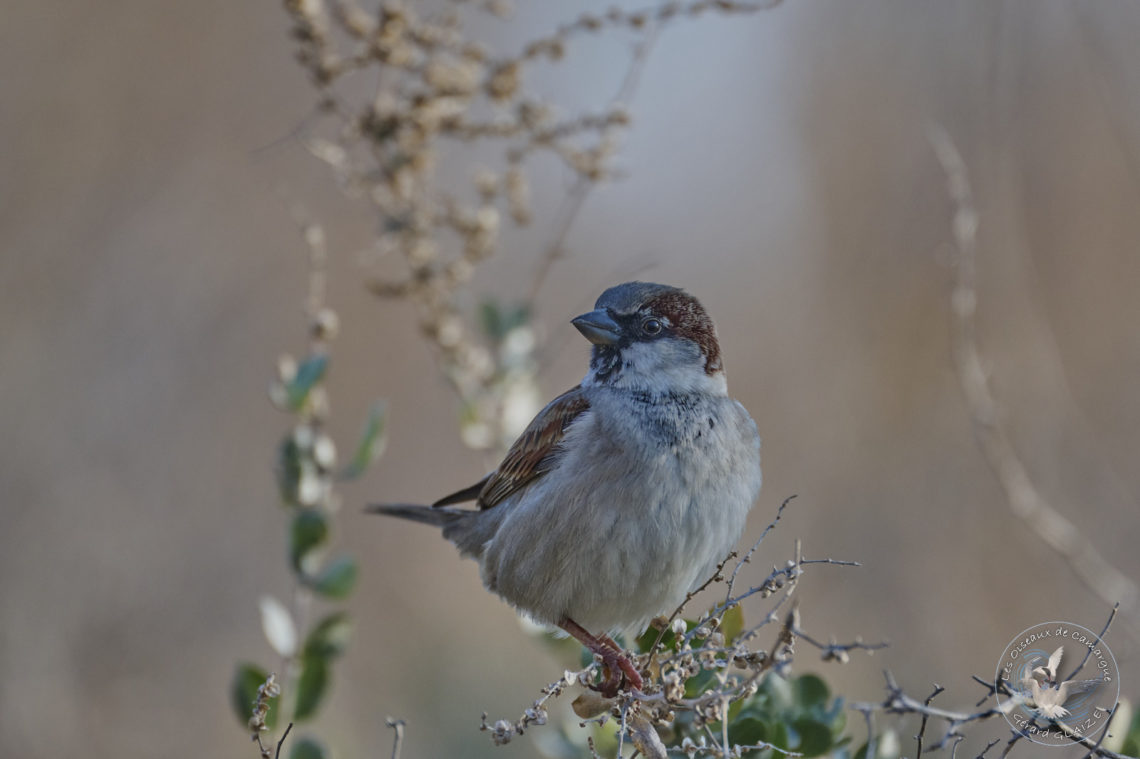 Moineaux domestique - House Sparrow