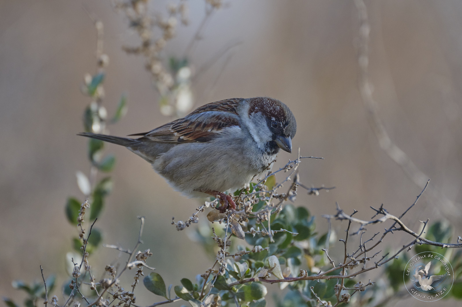 Moineaux domestique - House Sparrow