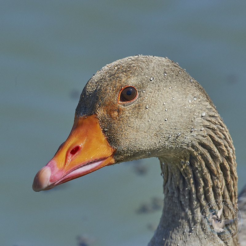 Portrait d'oiseaux, Oie cendrée - Greylag Goose