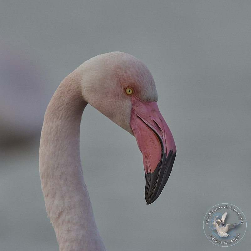 Portrait d'oiseaux, Flamant rose - Greater Flamingo