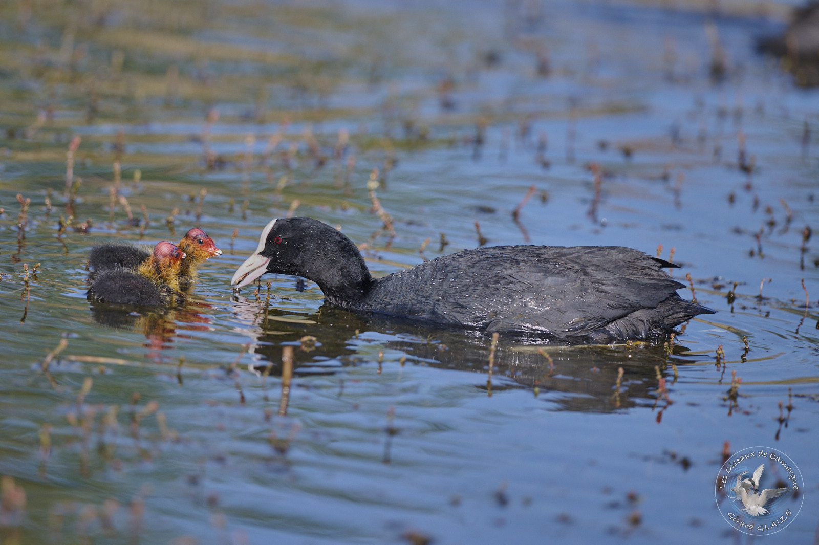 Foulque macroule et ses poussins - Eurasian Coot and her chicks