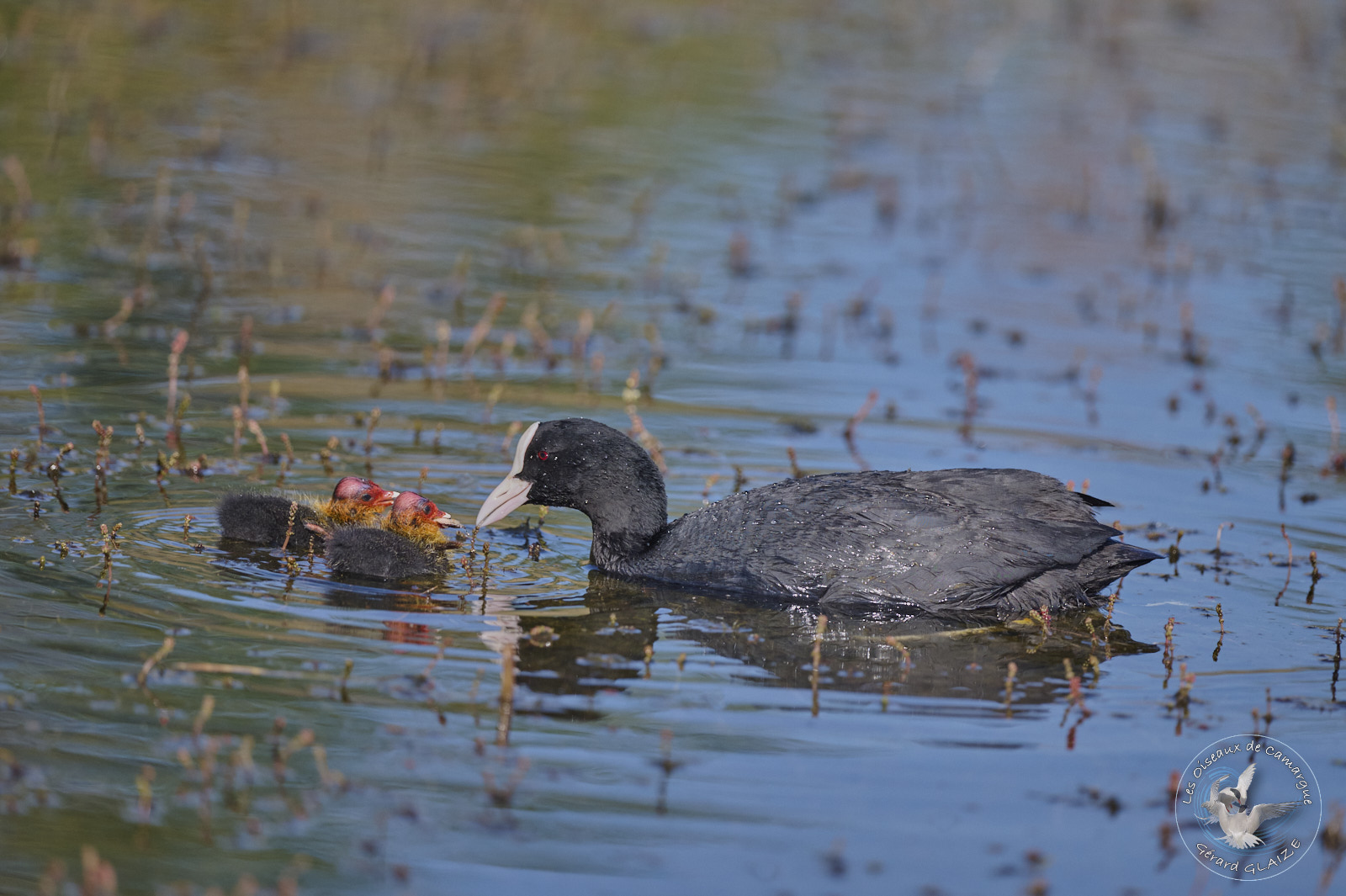 Foulque macroule et ses poussins - Eurasian Coot and her chicks