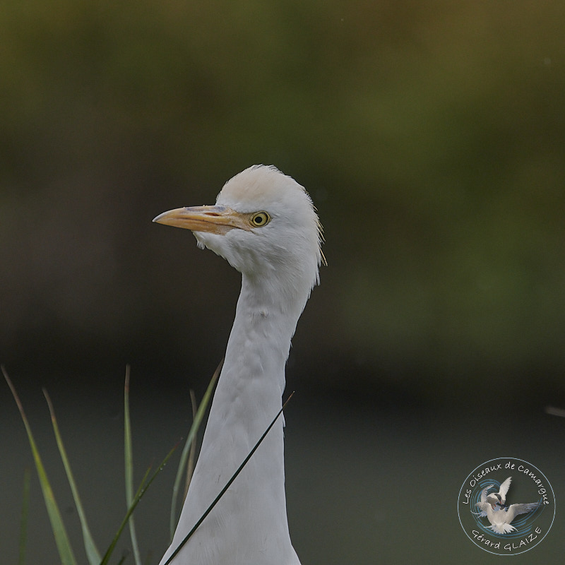 Portrait d'oiseaux, Héron Garde-boeufs - Western Cattle Egret