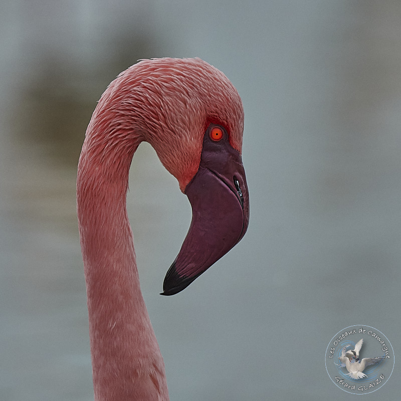 Portrait d'oiseaux, Flamant Nain - Lesser Flamingo