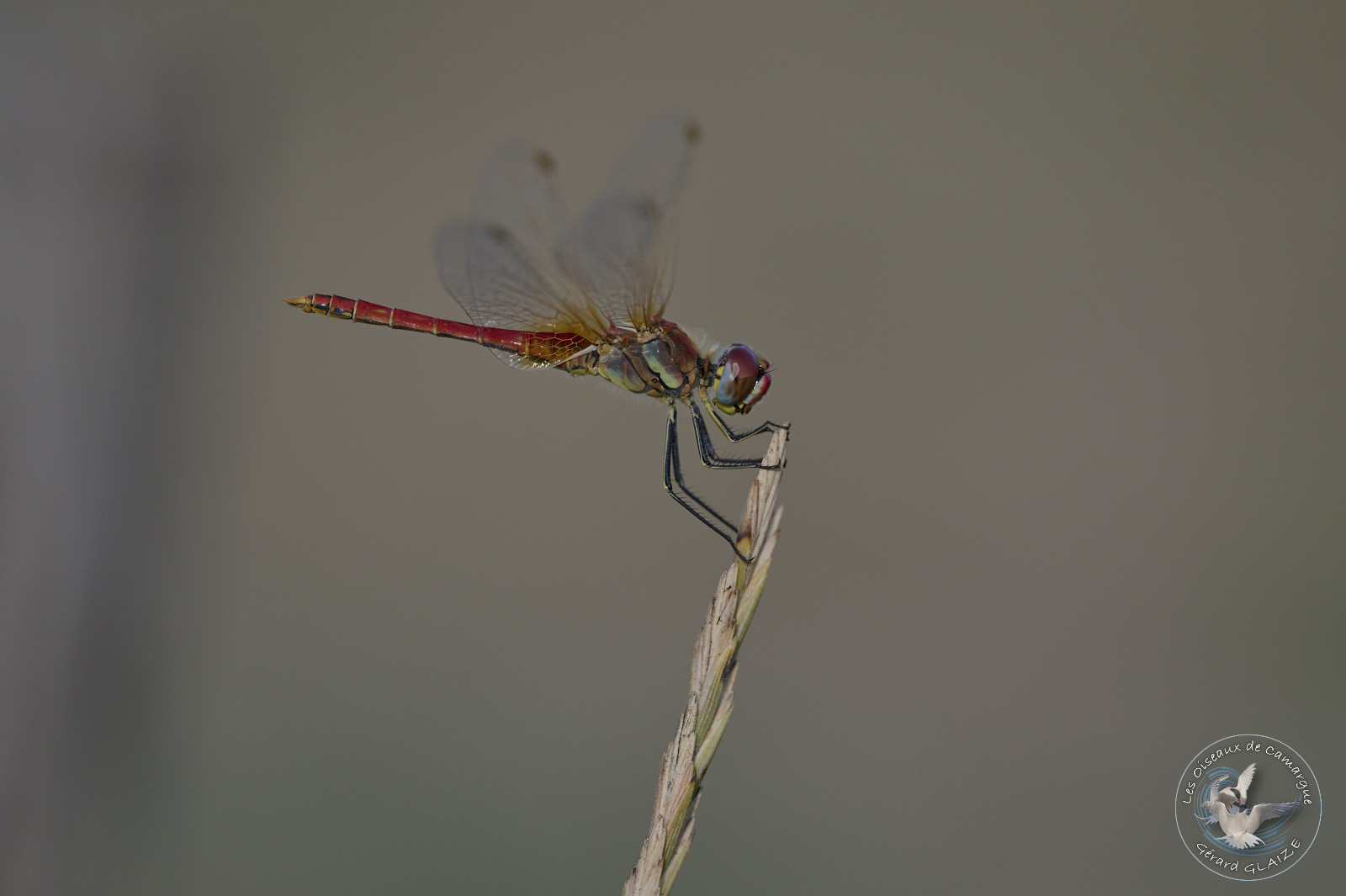 Photo du mois Libellule - Photo of the month Dragonfly