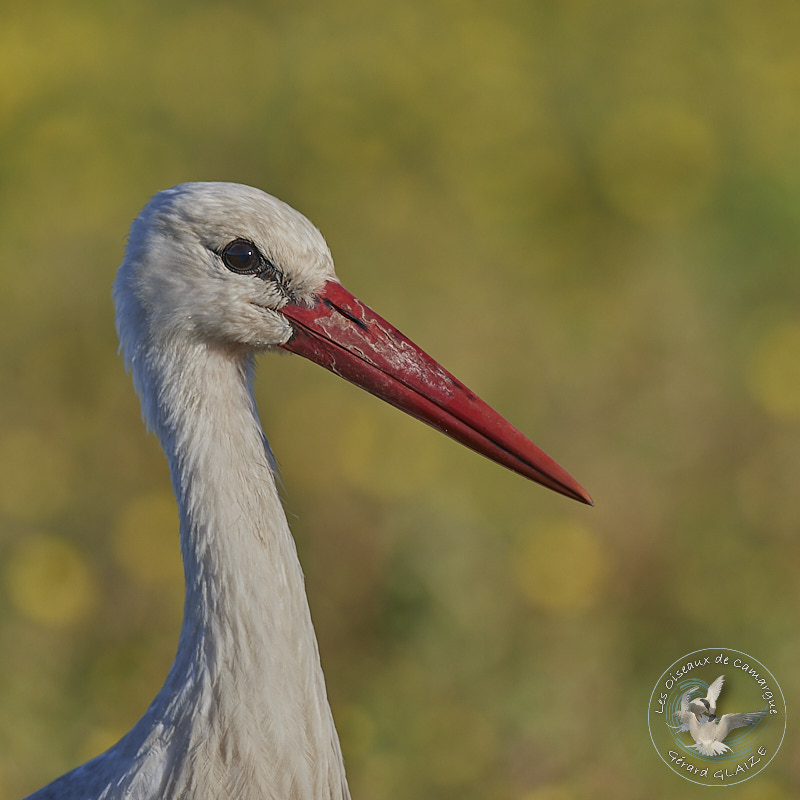 Portrait d'oiseaux, Cigogne blanche - White Stork