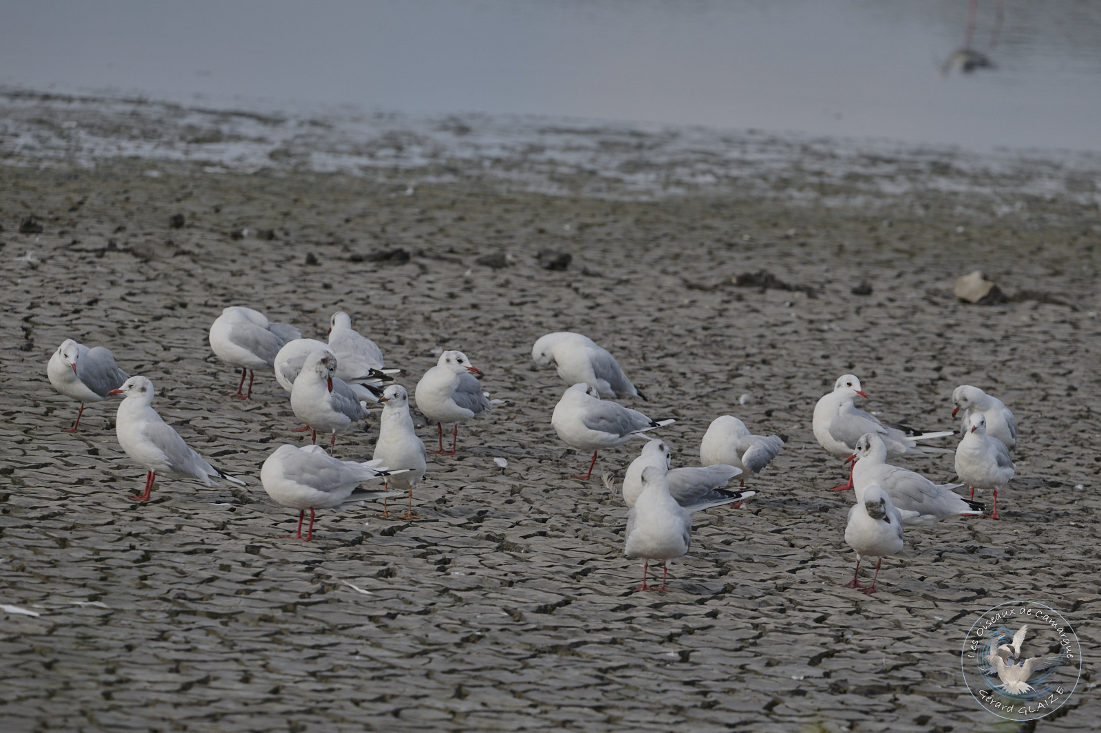 Mouettes rieuses - Black-headed Gull