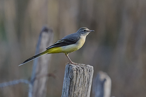 western yellow wagtail