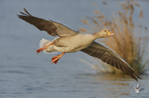 Oie cendrée - Greylag Goose