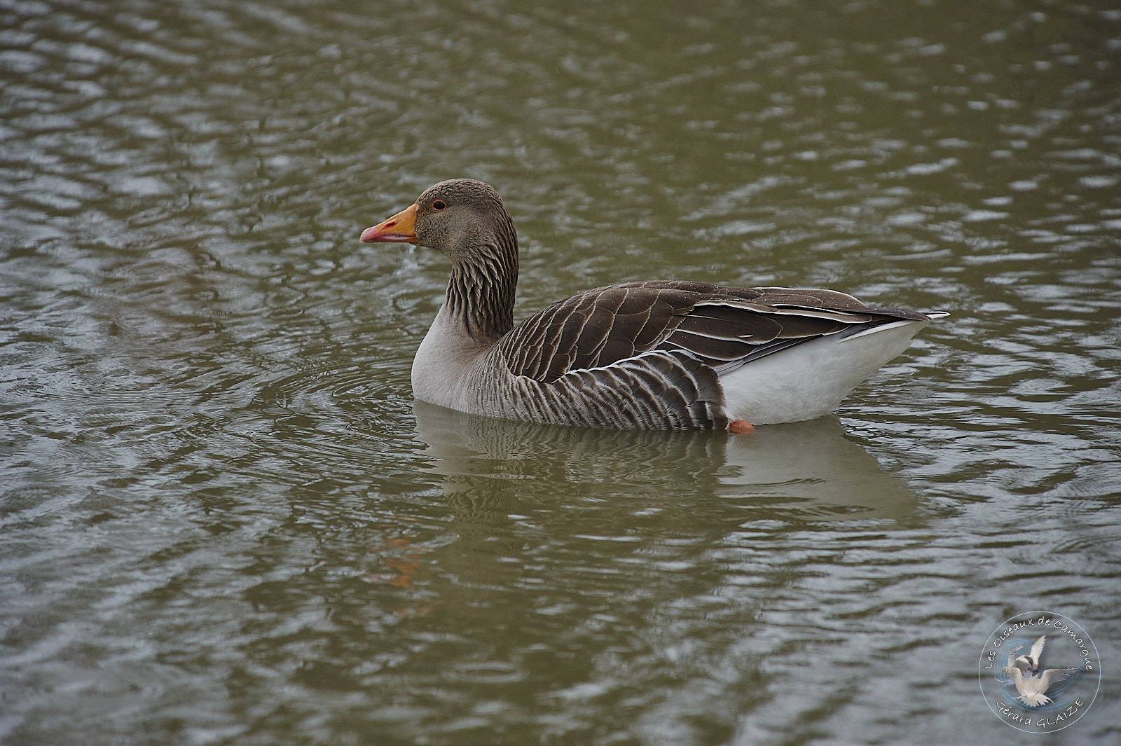 Oie cendrée - Greylag Goose