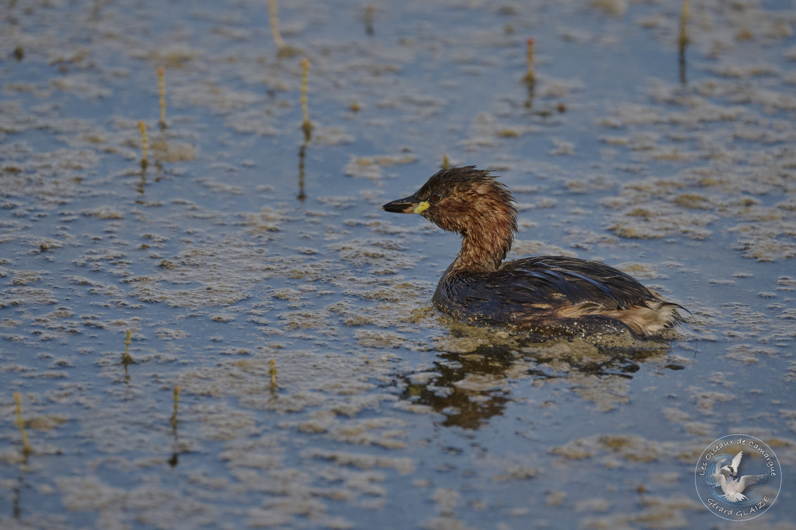 Grèbe castagneux - Little grebe
