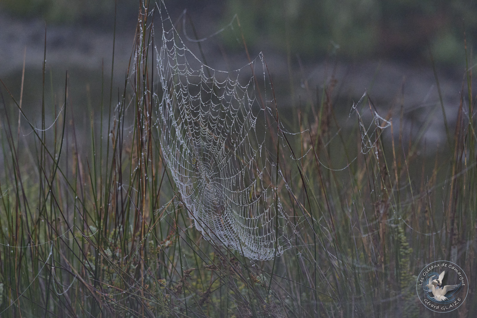 Toile d'araignée - Spider web