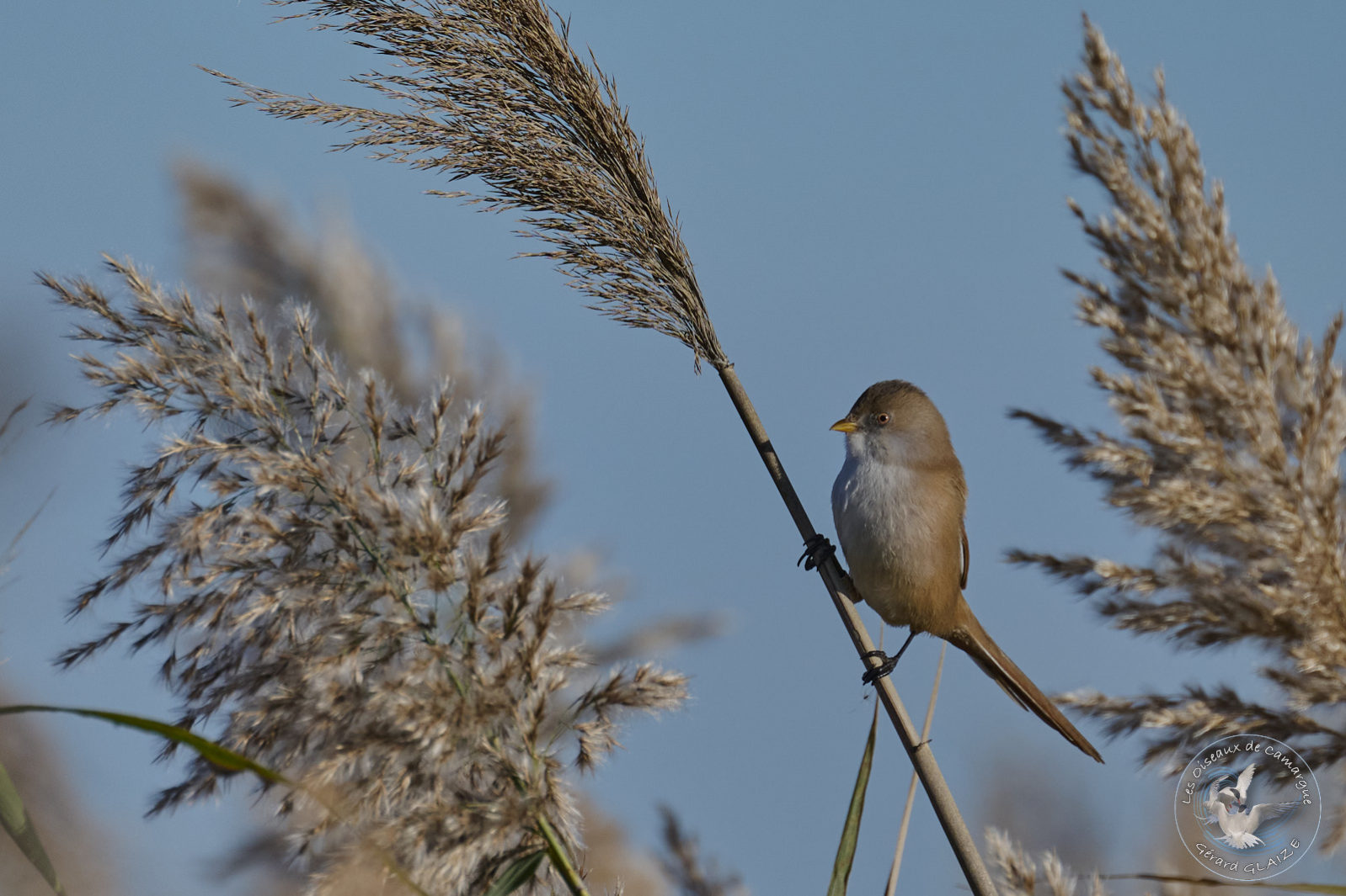 Photo du mois : Panure à moustache - Photo of the month : Bearded Reedling
