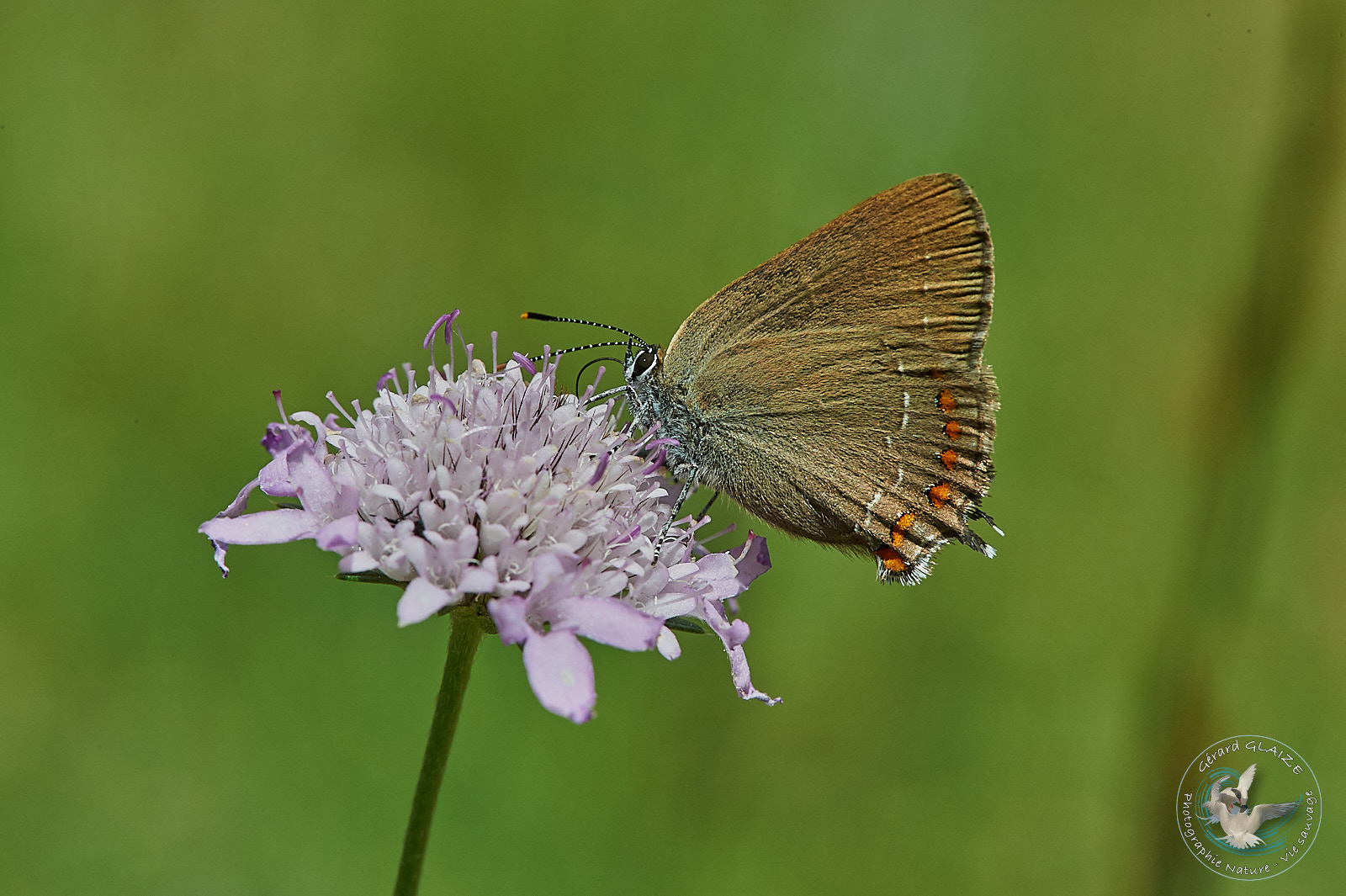 Papillon Thécla du Kermès