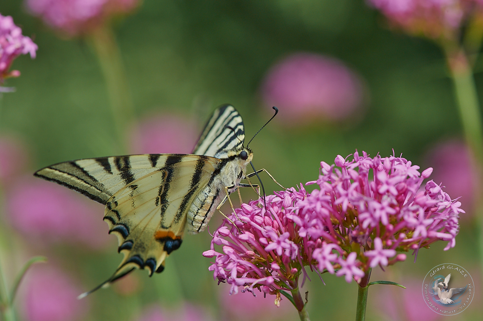 Great Causses - Papillon flambé