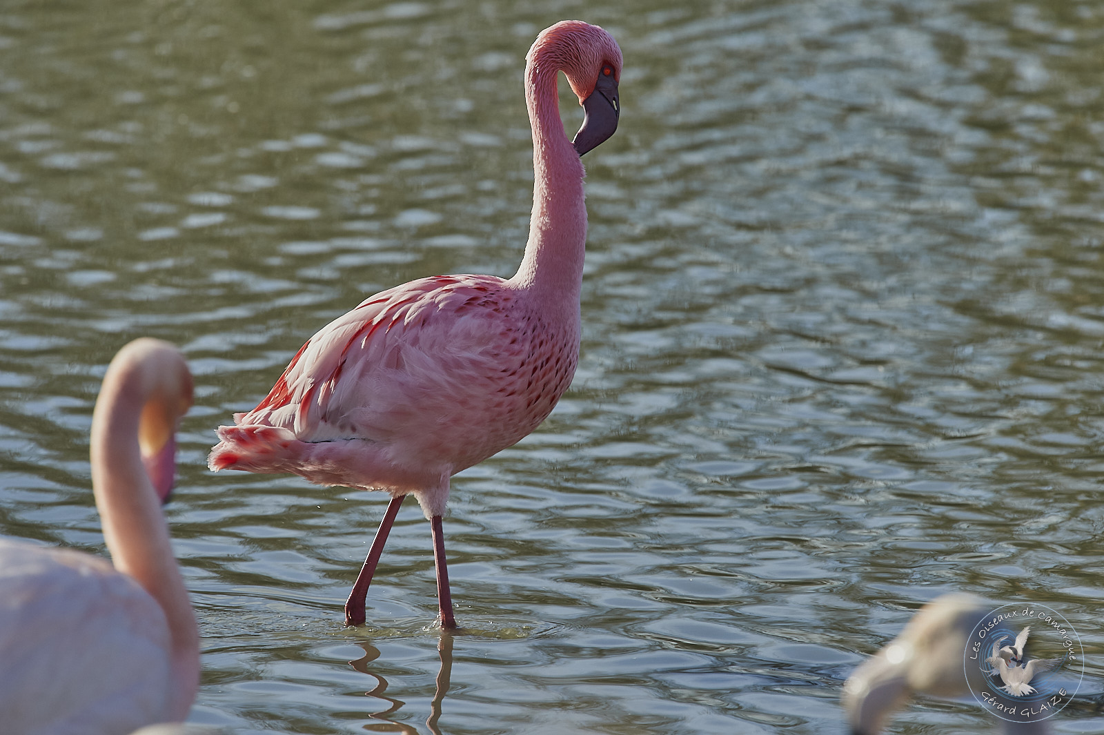Flamant nain - Lesser Flamingo