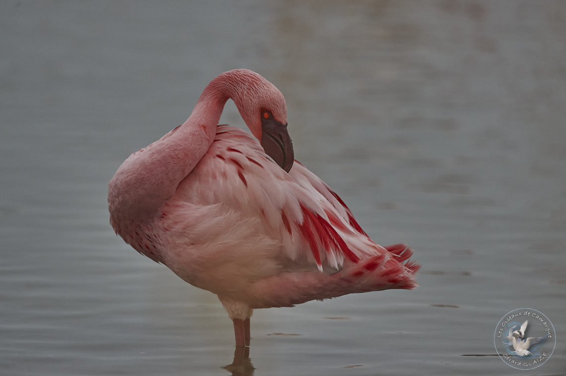 Flamant nain - Lesser Flamingo