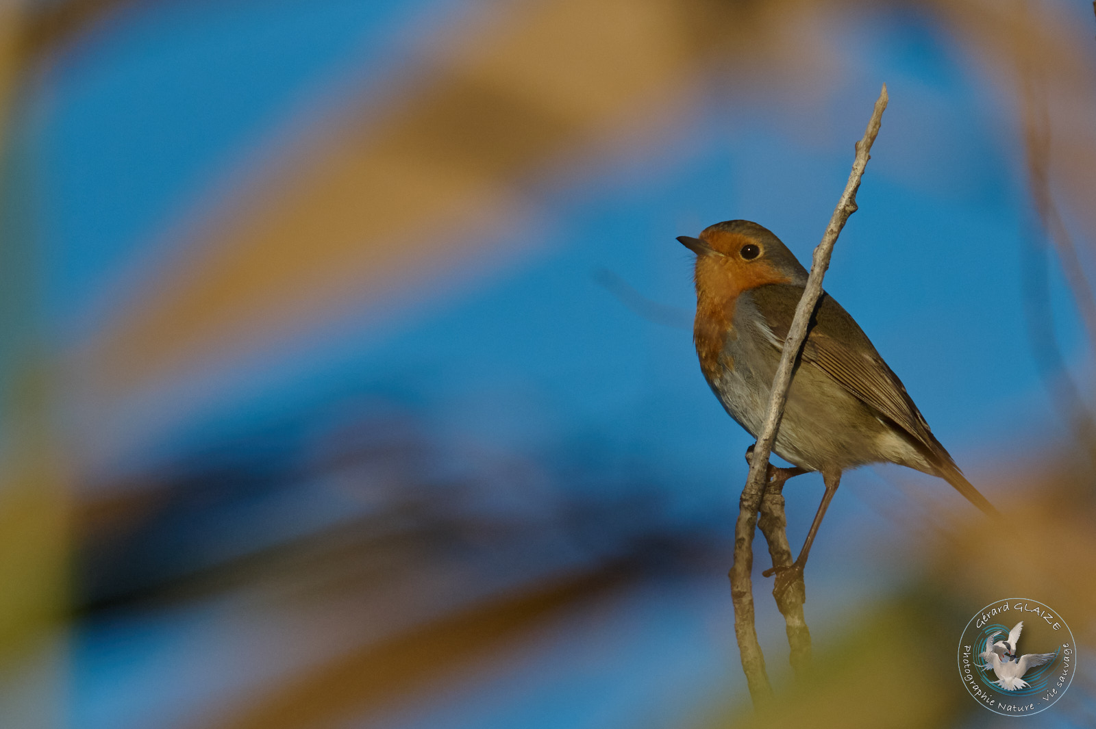 Photo du mois : Rougegorge familier - Photo of the month : European Robin