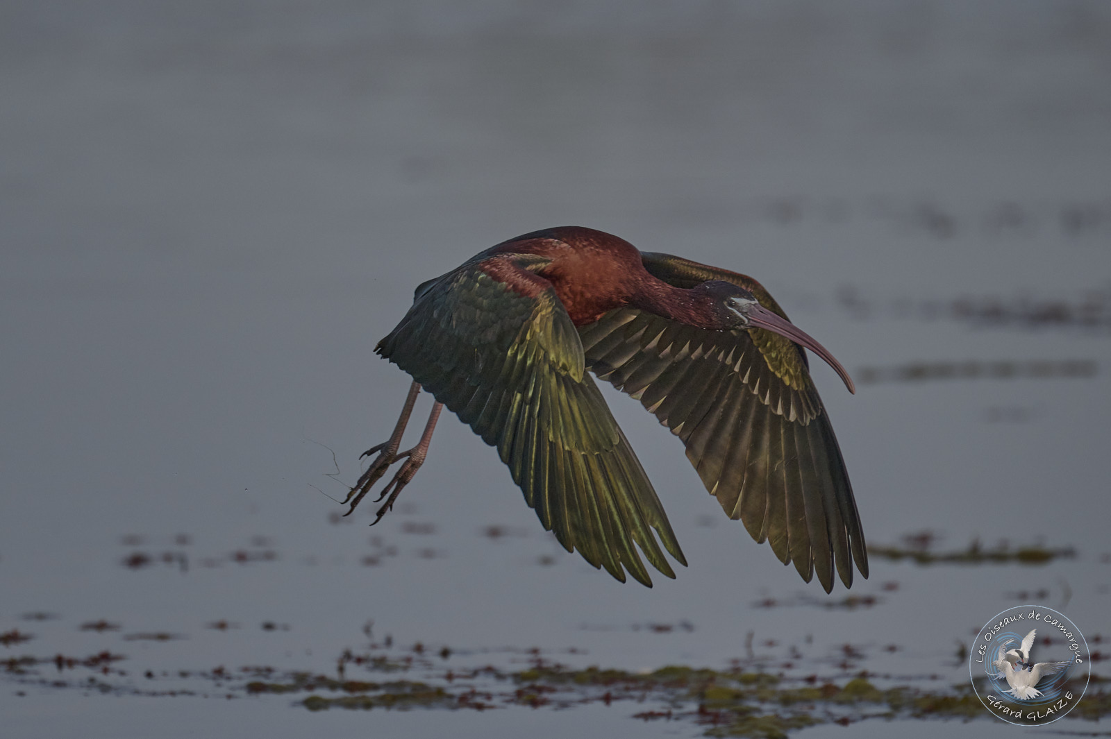 Ibis falcinelle - Glossy Ibis