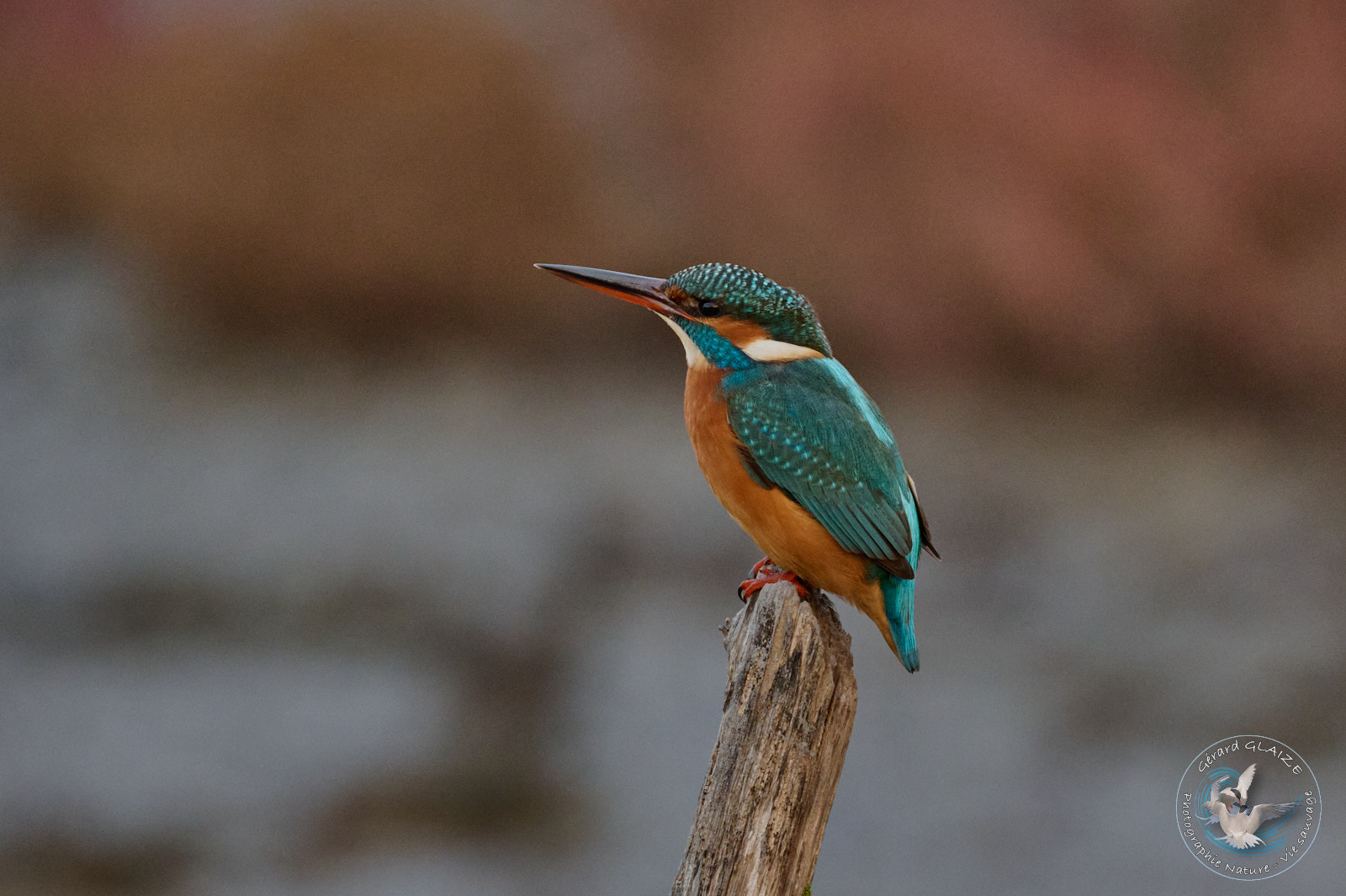 Martin pêcheur - Kingfisher