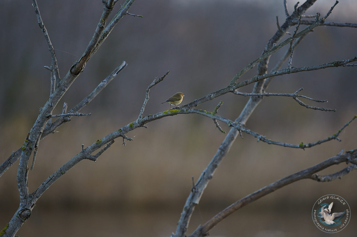 Pouillot véloce - Common Chiffchaff