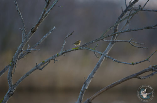 Pouillot véloce - Common Chiffchaff