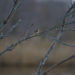 Pouillot véloce - Common Chiffchaff