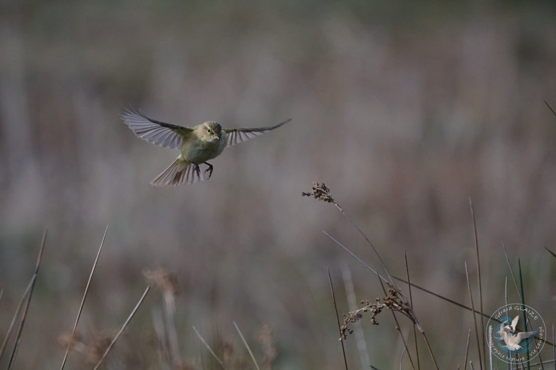 Pouillot véloce - Common Chiffchaff