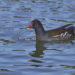 Gallinule poule-d'eau - Common Moorhen