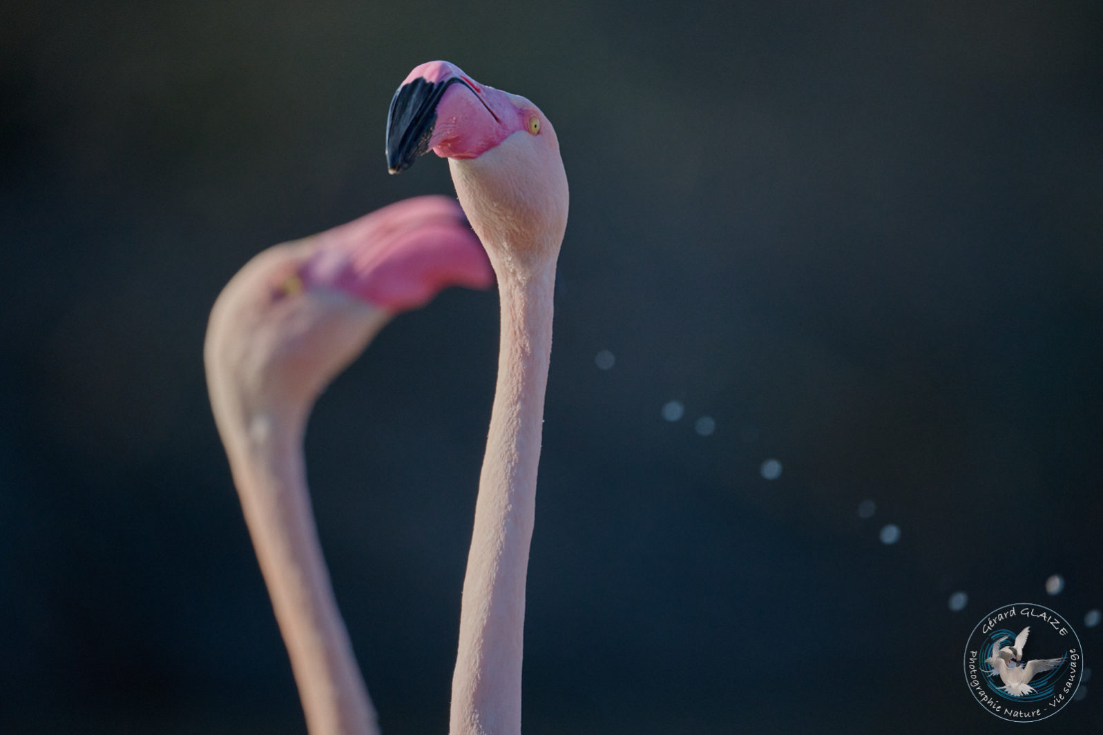 Flamant rose - Greater flamingo