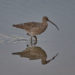 Courlis cendré - Eurasian Curlew