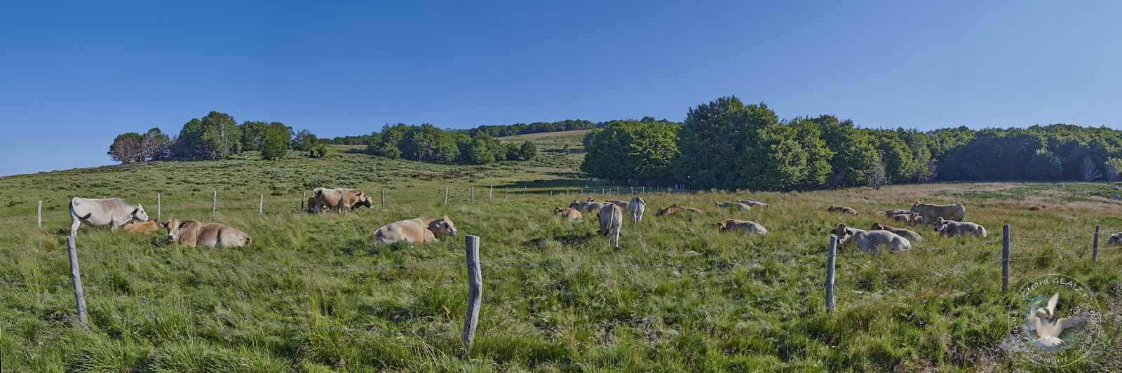 Panoramas