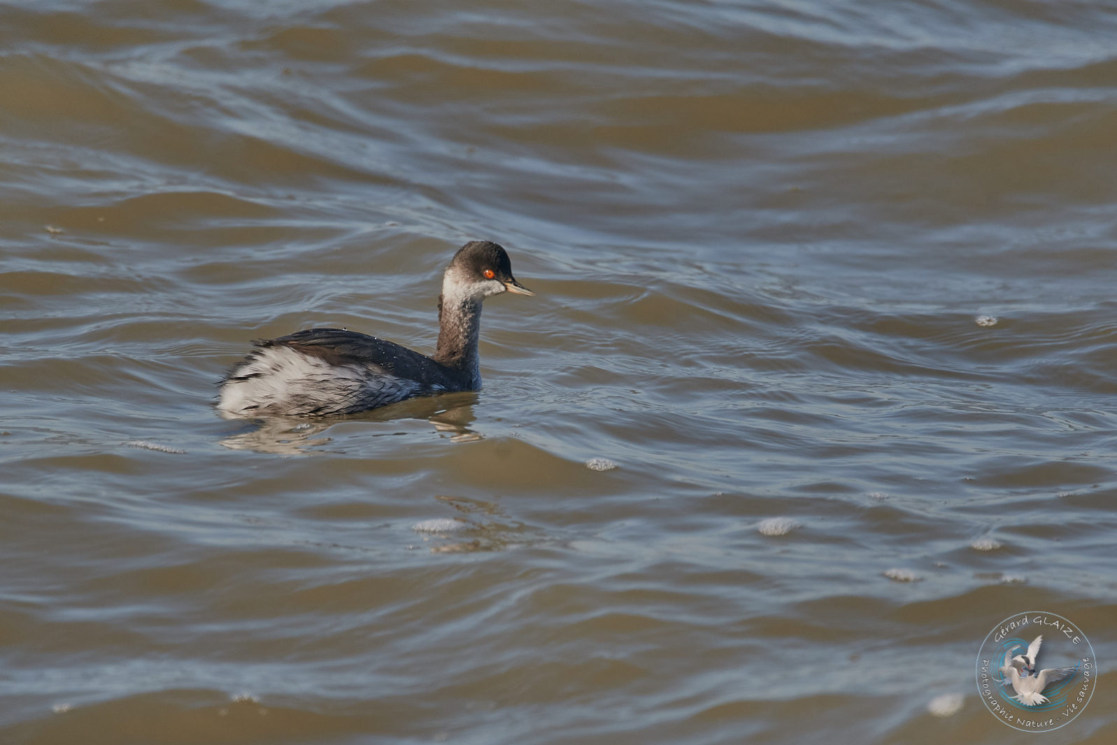 Grèbe à cou noir - Black-necked Grebe