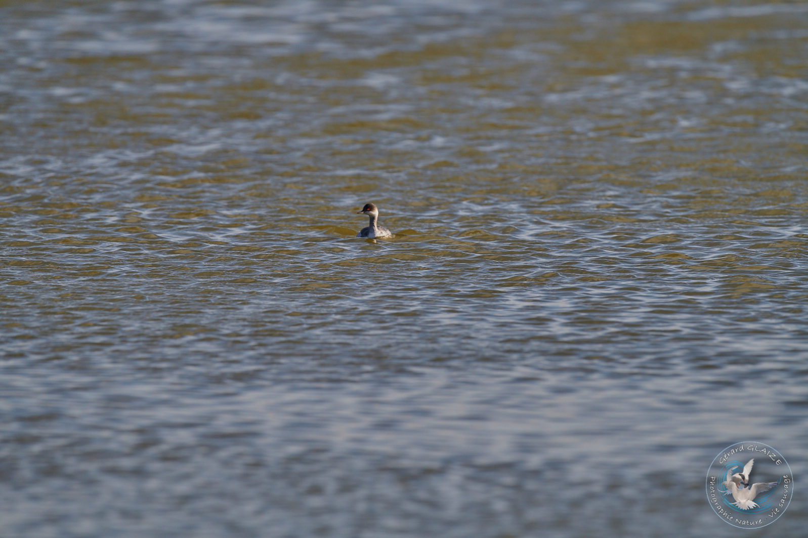 Grèbe à cou noir - Black-necked Grebe