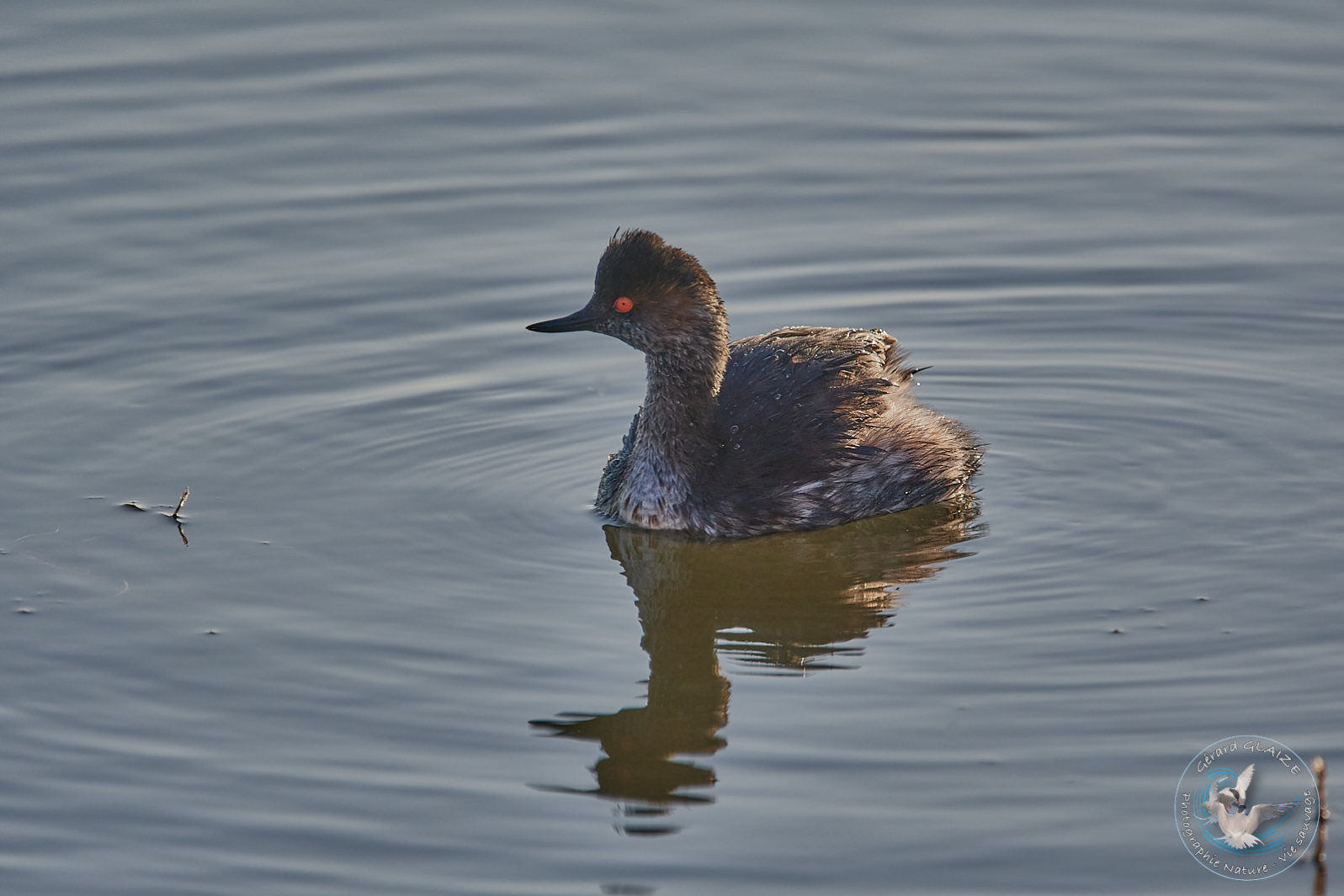 Grèbe à cou noir - Black-necked Grebe