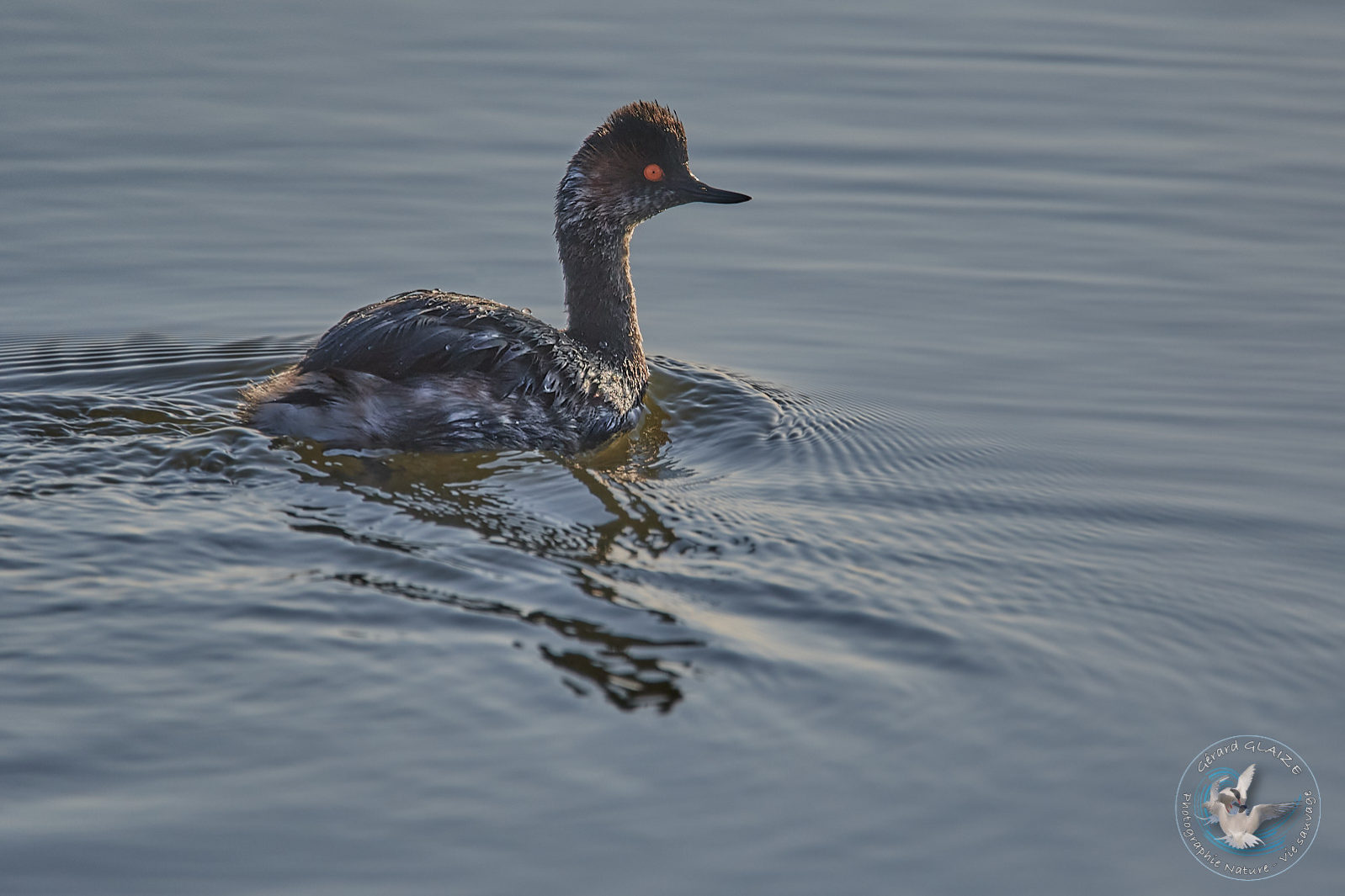 Grèbe à cou noir - Black-necked Grebe