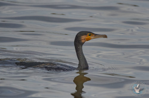 Grand Cormoran - Great Cormorant