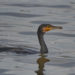 Grand Cormoran - Great Cormorant