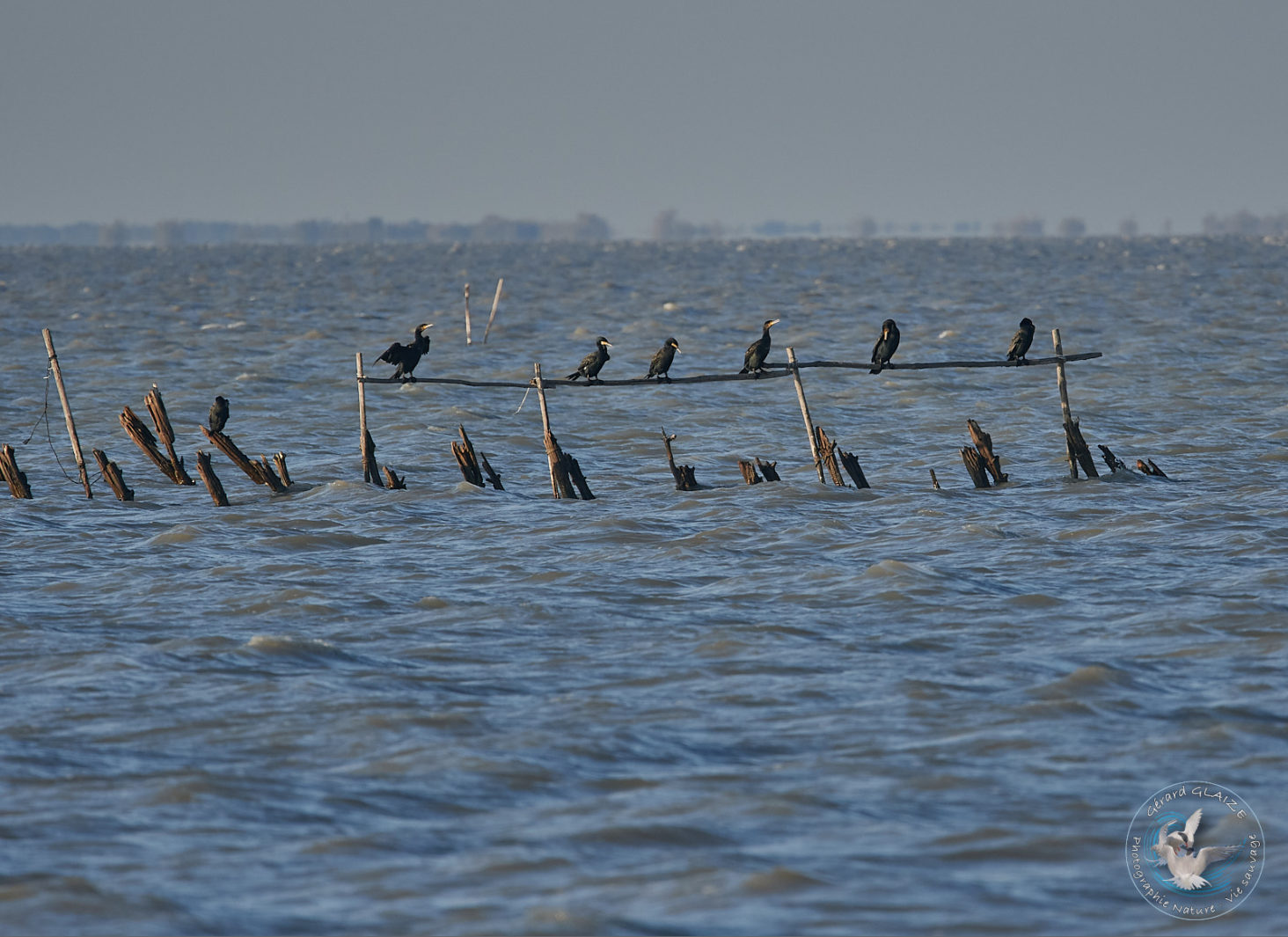 Grand Cormoran - Great Cormorant