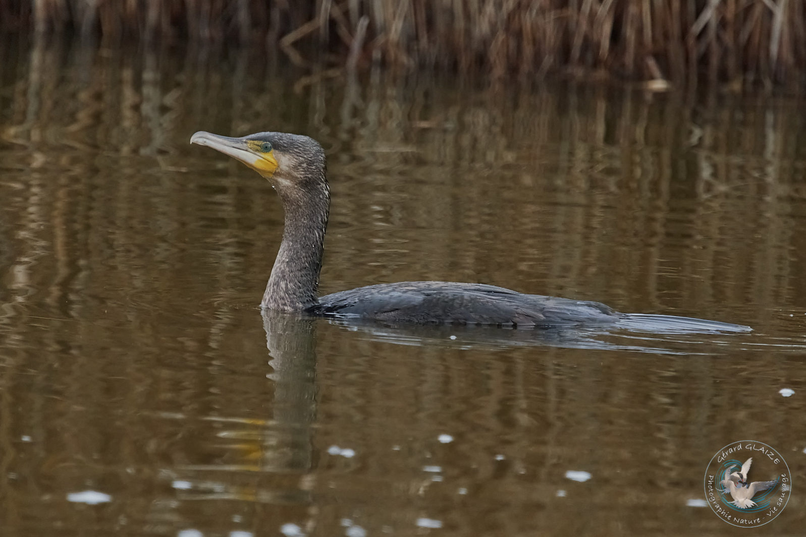 Grand Cormoran - Great Cormorant